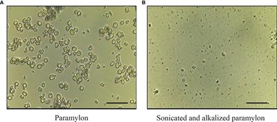 Paramylon from Euglena gracilis Prevents Lipopolysaccharide-Induced Acute Liver Injury